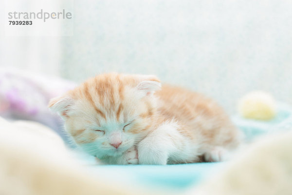 Scottish Fold