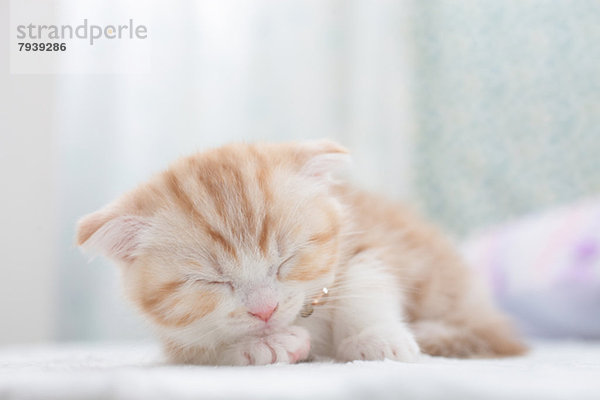 Scottish Fold