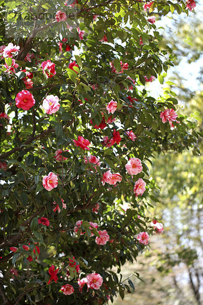 Camellia Blumen