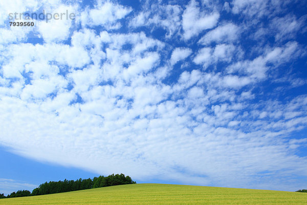 Wolke  Himmel  Feld  Weizen  Hokkaido