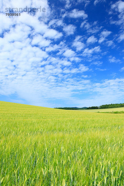 Wolke  Himmel  Feld  Weizen  Hokkaido