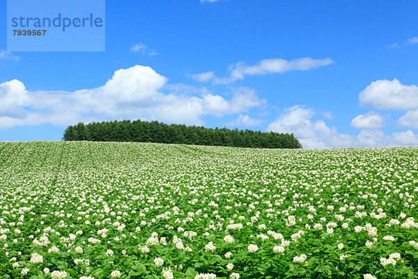 Wolke  Himmel  Feld  blau  Kartoffel  Hokkaido