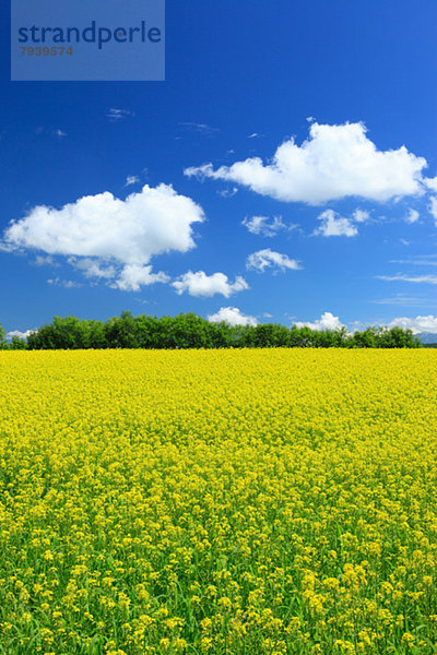 Wolke  Himmel  grün  Feld  blau  Hokkaido  Senf
