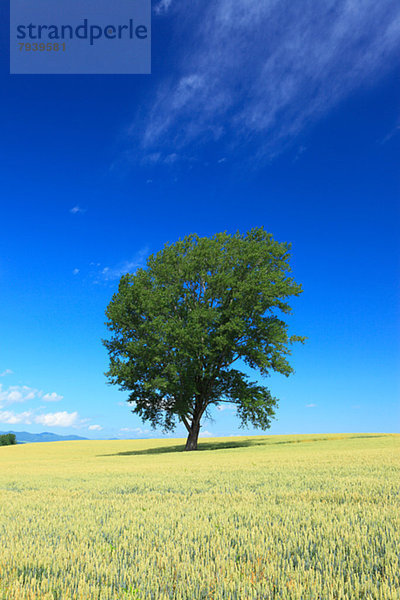 Hokkaido