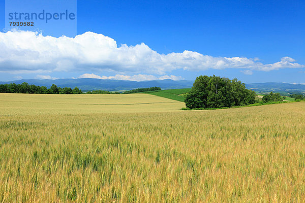 Wolke  Himmel  Feld  Weizen  Hokkaido