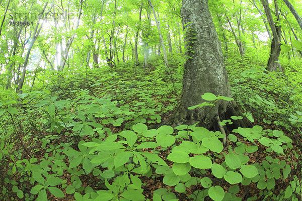 Beech forest  Aomori Prefecture