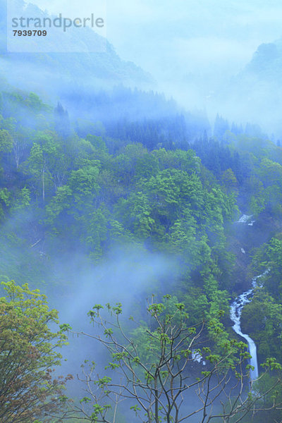 Morning mist at Mount Gassan  Yamagata Prefecture