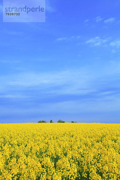 Wolke  Himmel  Feld  blau  Raps  Brassica napus