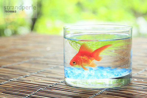 Goldfish in eine Schüssel geben