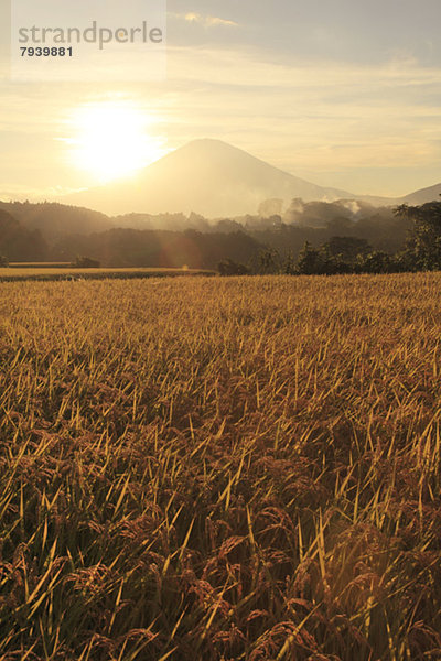 Sonnenuntergang  Reis  Reiskorn  Berg  Fuji  Shizuoka Präfektur