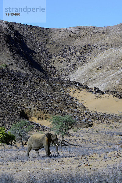 Afrikanischer Elefant (Loxodonta africana)  Wüstenelefant im Trockenfluss Aba-Huab