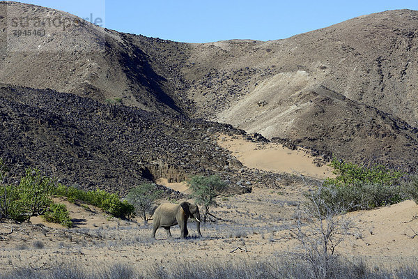 Afrikanischer Elefant (Loxodonta africana)  Wüstenelefant im Trockenfluss Aba-Huab