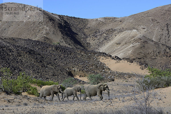 Afrikanische Elefanten (Loxodonta africana)  Wüstenelefanten im Trockenfluss Aba-Huab