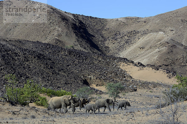 Afrikanische Elefanten (Loxodonta africana)  Wüstenelefanten im Trockenfluss Aba-Huab
