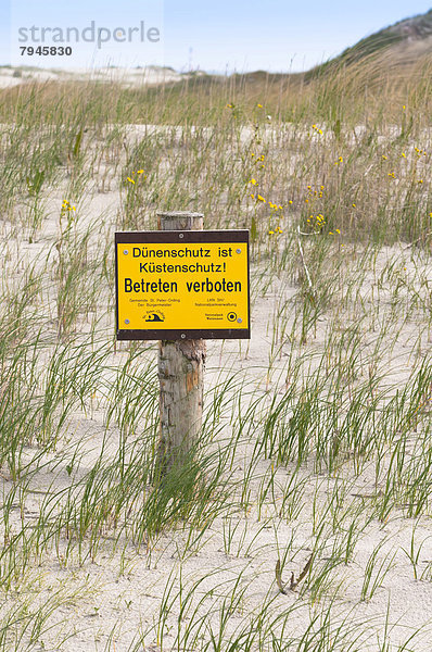 Hinweisschild inmitten jungem Strandhafer (Ammophila)  Dünenschutz ist Küstenschutz