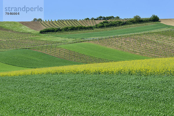 Weingärten  Felder und blühendes Rapsfeld (Brassica napus)