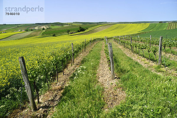 Weingärten  Felder und blühende Rapsfelder (Brassica napus)