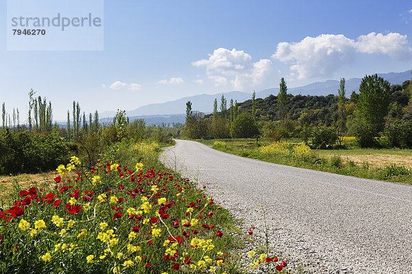 Wildblumen am Rand einer Landstraße