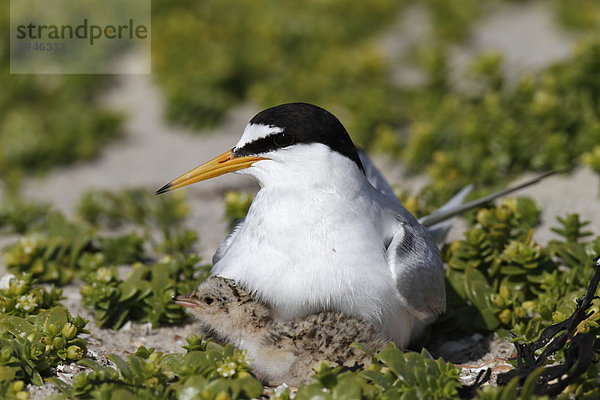 Zwergseeschwalbe (Sterna albifrons)  Altvogel hudert Küken