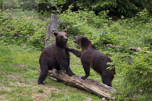 Zwei spielende Braunbären (Ursus arctos)