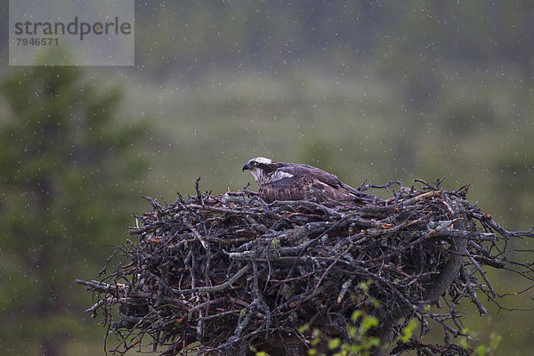 Fischadler (Pandion haliaetus) auf Horst  Weibchen schützt Jungvögel vor dem Regen