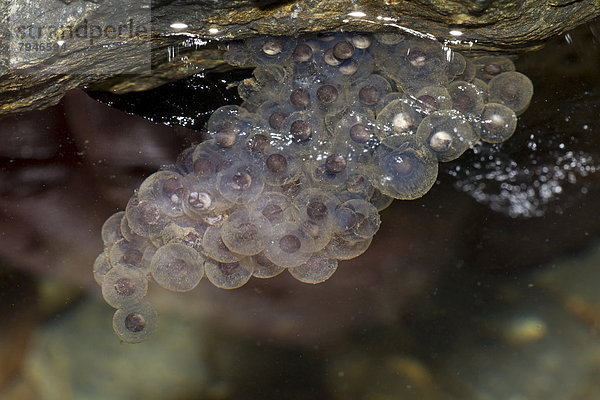 Laichballen vom Pyrenäenfrosch (Rana pyrenaica) unter Stein im Wasser