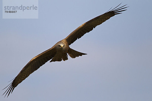 Schwarzmilan (Milvus migrans) im Flug