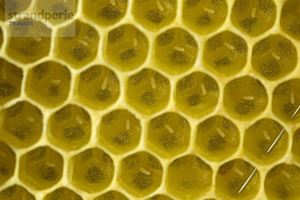Westliche Honigbienen (Apis mellifera)  frisch gelegte Eier in Brutzellen einer Bienenwabe