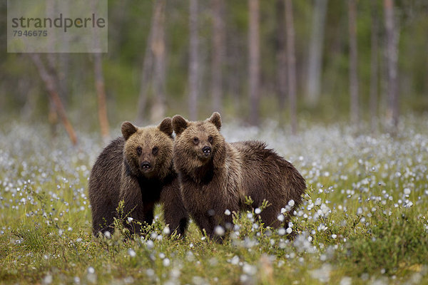 Zwei Braunbären (Ursus arctos)