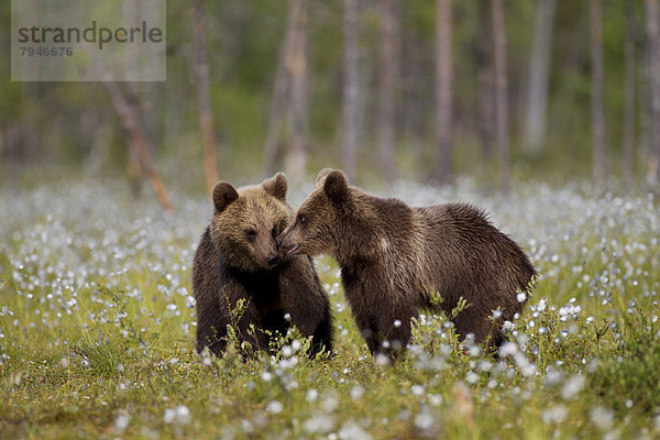 Zwei Braunbären (Ursus arctos)