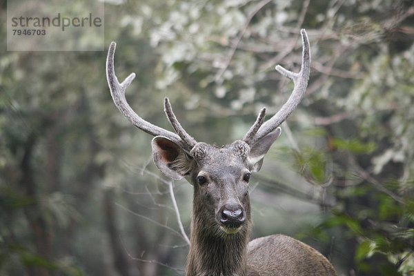 Sambar oder Pferdehirsch (Rusa unicolor)  Hirsch