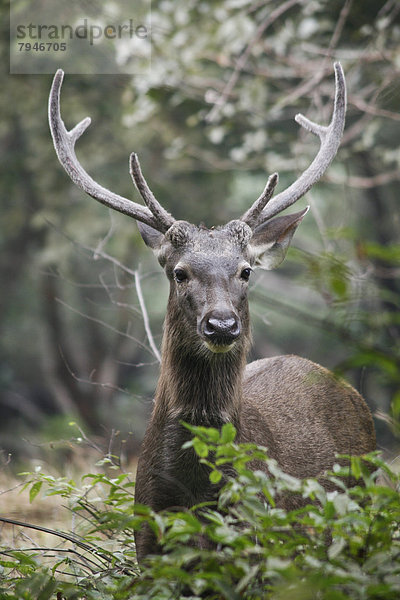 Sambar oder Pferdehirsch (Rusa unicolor)  Hirsch