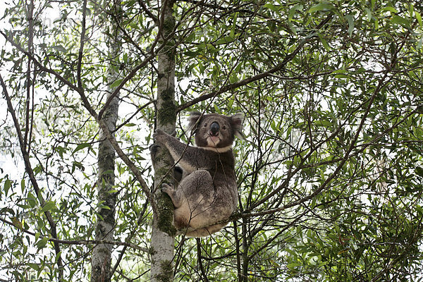 Koala (Phascolarctos cinereus) auf Baum