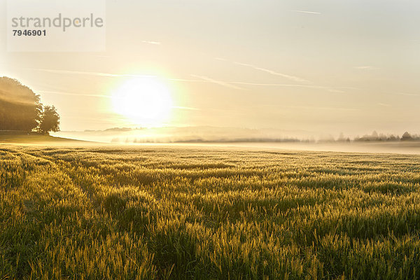 Weizenfeld am Morgen  im Gegenlicht mit Nebelschwaden