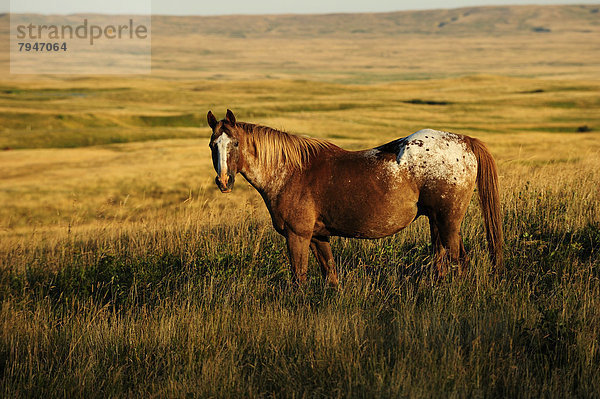 Pferd steht in der Morgensonne im Gras  Prärie  Saskatchewan  Kanada