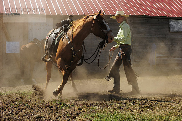 Bockendes Pferd wird von Cowgirl in einer Koppel an den Zügeln festgehalten  Prärie  Saskatchewan  Kanada