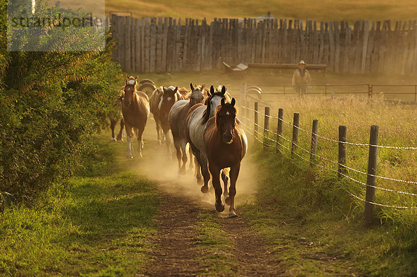 Cowboy Pferde trotten entlang dem Koppel Zaun durch den Staub
