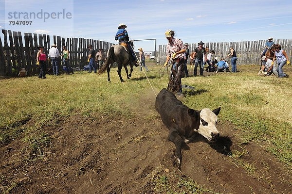 Cowboys und Cowgirls drücken ein mit Lasso gefangenes Rind auf den Boden  um es zu brandmarken