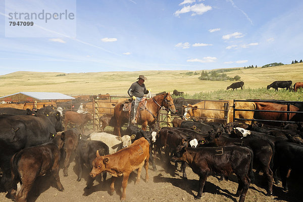 Cowboy auf Pferd fängt Rinder in der Koppel mit dem Lasso  damit sie gebrandmarkt werden können