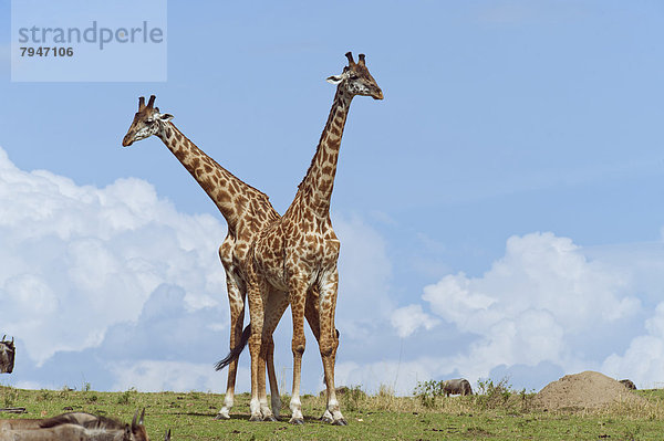 Zwei kämpfende Giraffenbullen  Giraffen (Giraffa camelopardalis)