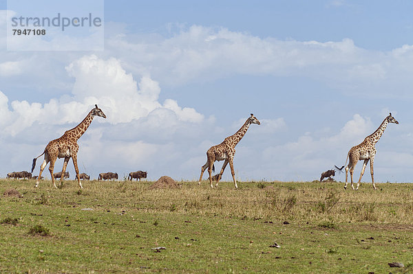 Giraffen (Giraffa camelopardalis) in der Savannenlandschaft