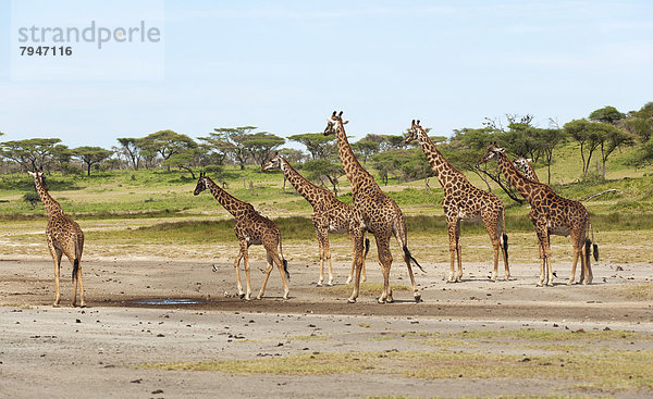 Giraffen (Giraffa camelopardalis)  Giraffenherde vor Schirmakazienwald