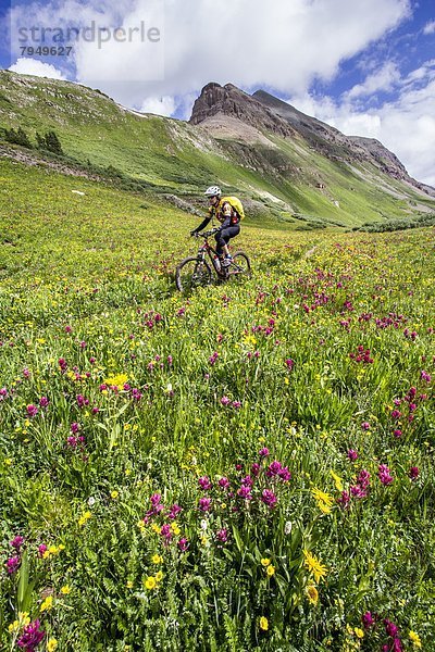 Berg  Blume  folgen  fahren  Wiese  voll