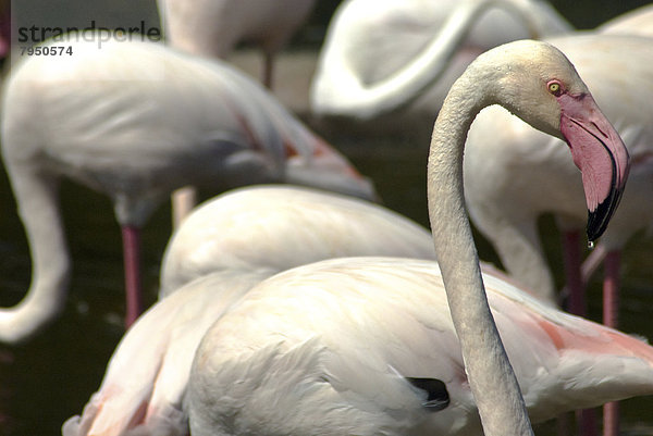 Tier  ungestüm  Kalifornien  San Diego  Flamingo