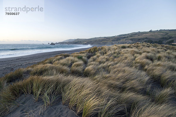 nahe  Felsbrocken  Ziege  Capra aegagrus hircus  Strand  blasen  bläst  blasend  Wind  Küste  Meer  Kalifornien  Gras  Düne  Sonoma