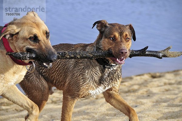 teilen Strand Hund See Kalifornien 2 Holzstock Stock