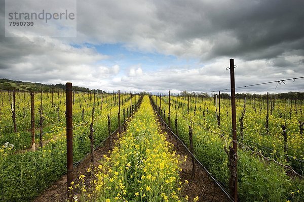 nahe  Blume  Wein  Tal  Kalifornien  Healdsburg  California  Senf  Sonoma  Weinberg