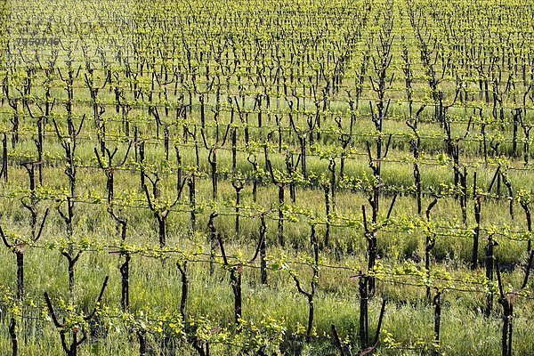 nahe  Wein  Tal  Abstraktion  Kalifornien  Ansicht  Healdsburg  California  Sonoma  Weinberg
