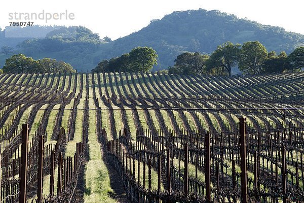 nahe  rollen  Wein  über  Hügel  Tal  Kalifornien  anpflanzen  hinaussehen  Healdsburg  California  Sonoma  Weinberg