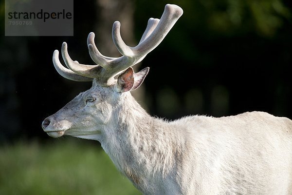 Albino  rot  Hirsch